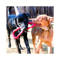 Brinquedo Kong para Cães Tug Toy Vermelho
