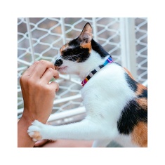 Coleira Zee.Cat Prisma para Gatos