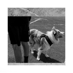 Peitoral Ajustável Zee.Dog Air Mesh Gotham para Cães