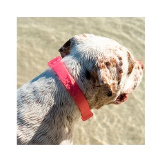 Coleira Zee.Dog NeoPro Bubblegum Rosa para Cães