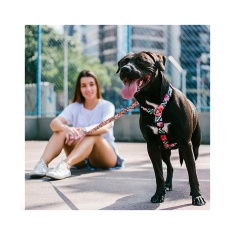 Peitoral H Zee.Dog Mahalo para Cães
