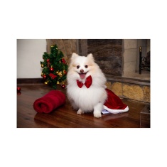 Vestido de Natal Modernpet para Cães e Gatos