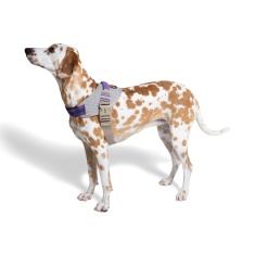 Peitoral Zee.Dog FlyHarness ACG para Cães