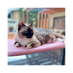 Cama de Janela PetLon Rosa para Gatos