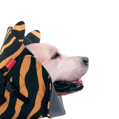 Colar Elizabetano Confort Pet Tigre para Cães