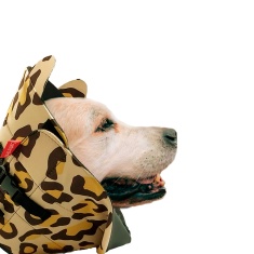 Colar Elizabetano Confort Pet Onça para Cães