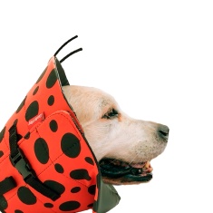 Colar Elizabetano Confort Pet Joaninha para Cães