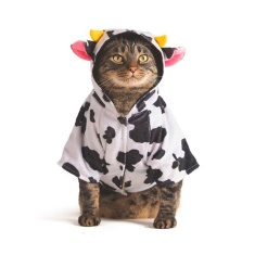 Fantasia de Vaca Cansei de Ser Gato para Gatos