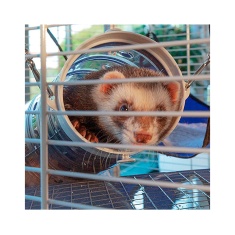 Gaiola Ferplast para Ferret/Furão e Chinchilas Furet XL Branca