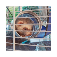 Gaiola Ferplast para Ferret/Furão e Chinchilas Furet XL Branca
