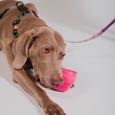 Brinquedo Zee.Dog MTV para Cães