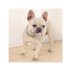Brinquedo Chalesco Chew Osso para Cães