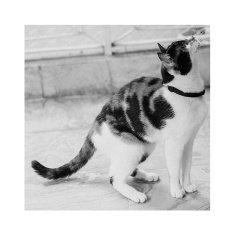 Coleira Zee.Cat Gotham Preta para Gatos