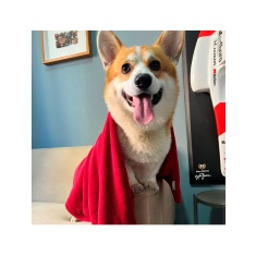 Manta Microfibra Vermelha para Cães Modernpet