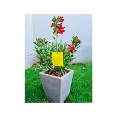 Armadilha Adesiva Colly Yellow Trap Mini Garden para Jardim