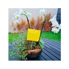 Armadilha Adesiva Colly Yellow Trap Mini Garden para Jardim