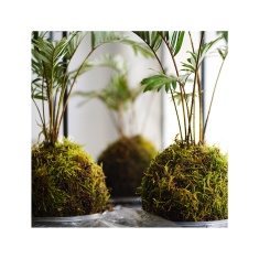 Substrato All Garden Musgo Desidratado - 100g