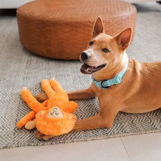 Brinquedo Mico Leão de Pelúcia Petz para Cães