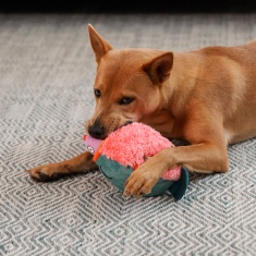Brinquedo Piranha de Pelúcia Petz para Cães