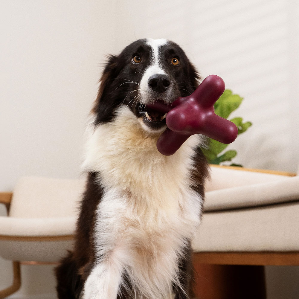 Brinquedo Lump Asterisco Bordô para Cães
