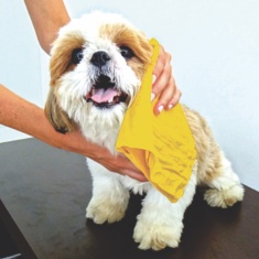 Toalha LuxPet Enxuga Tudo para Cães e Gatos