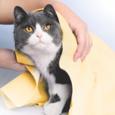 Toalha LuxPet Enxuga Tudo para Cães e Gatos