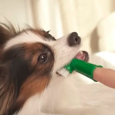 Dedeira Good Care Mundo Animal 1 Unidade