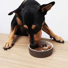 Sachê Selections For Pets para Cães Adultos de Porte Médio e Grande Sabor Carne ao Molho 100 g
