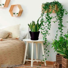 Vaso West Garden Veneza Preto