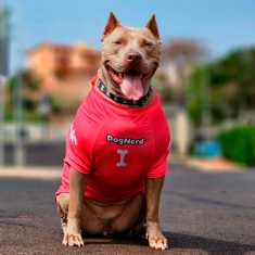 Roupa Dognerd Latir, Comer e Dormir com UV50 Rosa para Cães