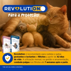 Revolution® 6% Gatos 45 mg Pipeta - Zoetis