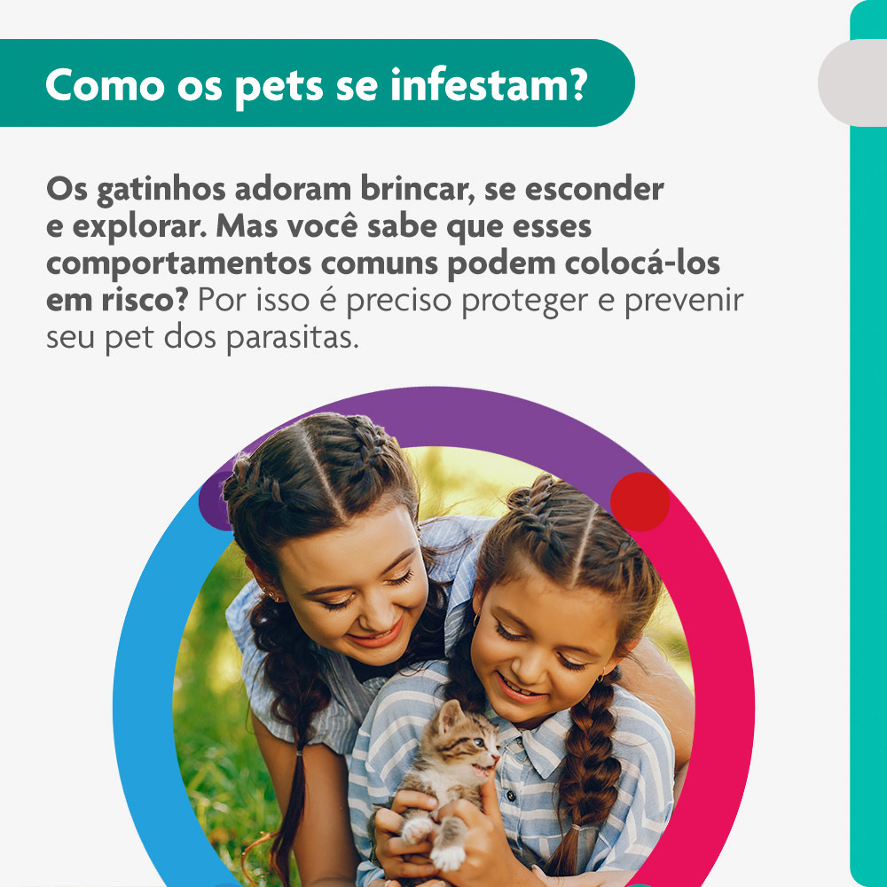 Antipulgas Bravecto Transdermal 112,5mg para Gatos de 1,2 a 2,5kg - MSD Saúde Animal