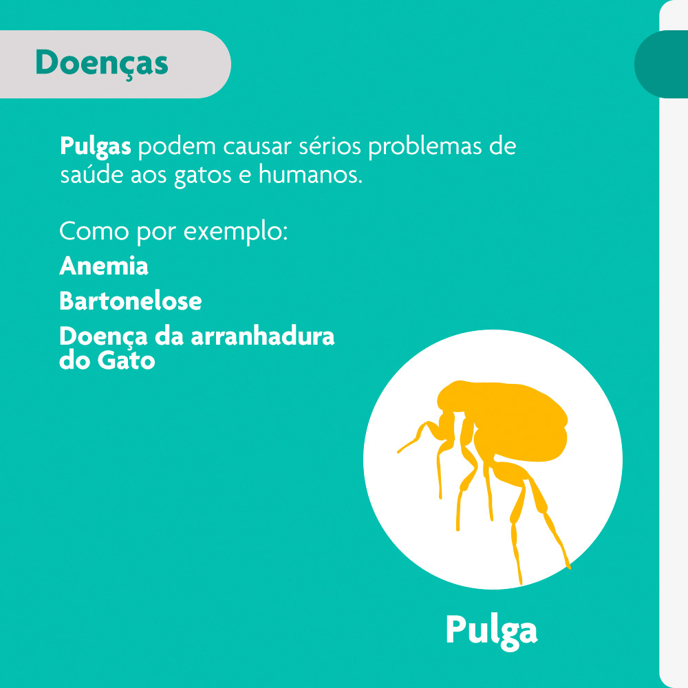 Antipulgas Bravecto Transdermal 250mg para Gatos de 2,8 a 6,25kg - MSD Saúde Animal