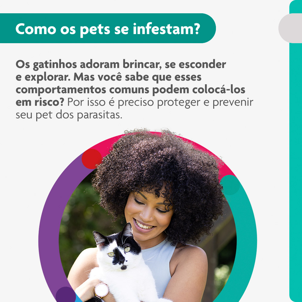 Antipulgas Bravecto Transdermal 250mg para Gatos de 2,8 a 6,25kg - MSD Saúde Animal