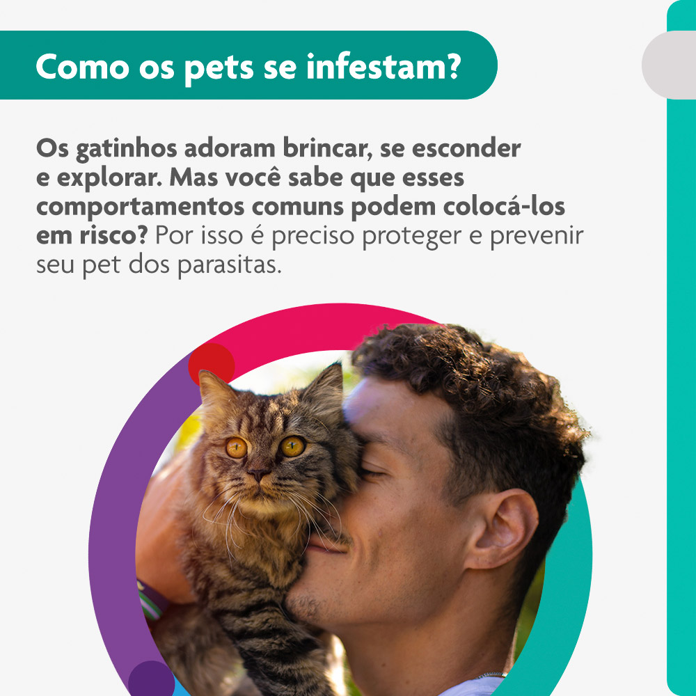 Antipulgas Bravecto Transdermal 500mg para Gatos de 6,25 a 12,5kg - MSD Saúde Animal