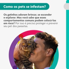 Antipulgas Bravecto Transdermal 500mg para Gatos de 6,25 a 12,5kg - MSD Saúde Animal