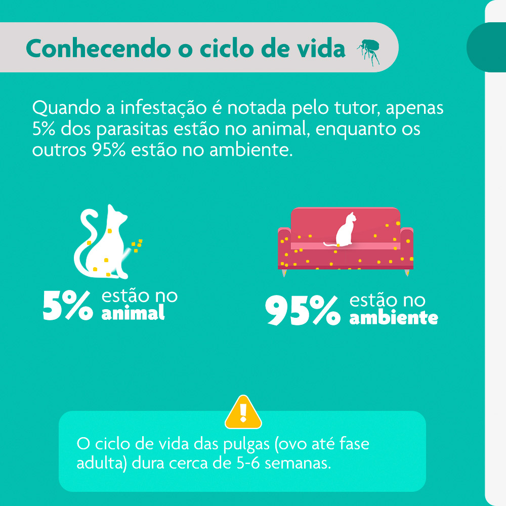 Antipulgas Bravecto Transdermal 500mg para Gatos de 6,25 a 12,5kg - MSD Saúde Animal