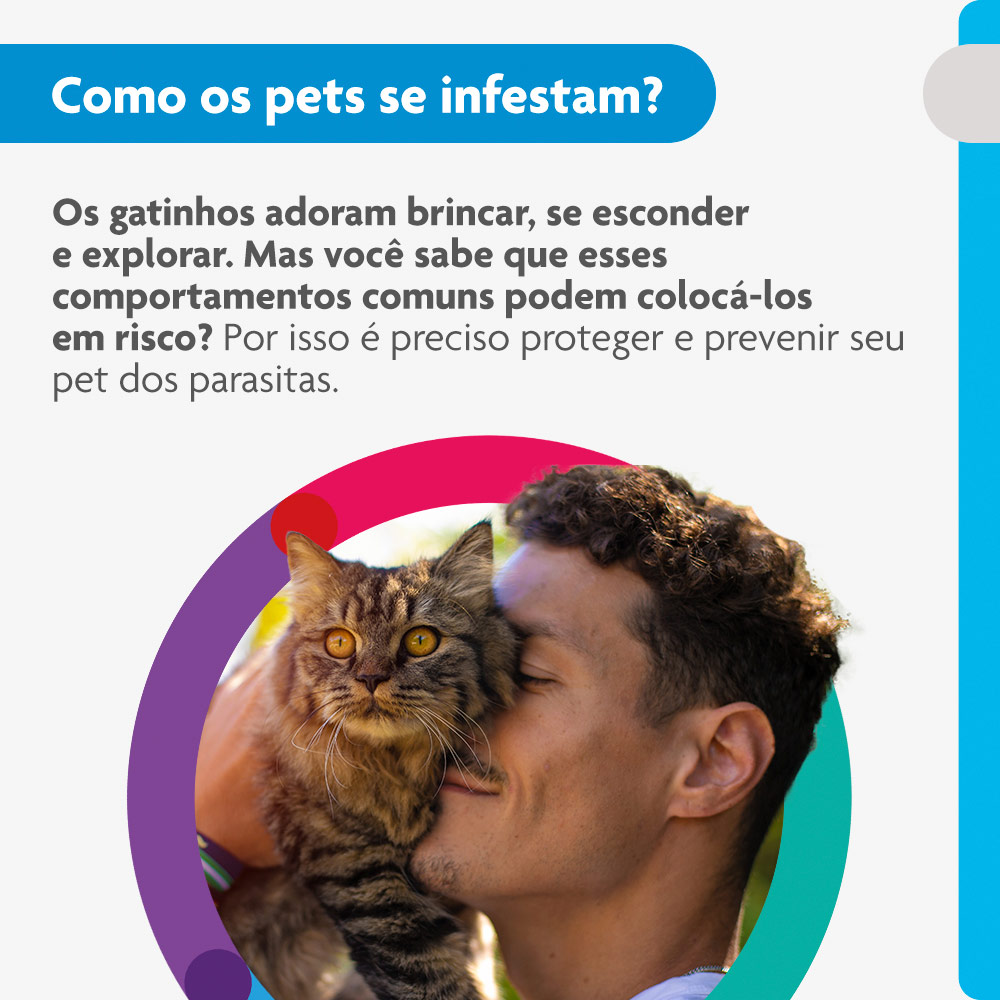 Antiparasitário Bravecto Plus Transdermal 500mg para Gatos de 5,25 a 12,5kg - MSD Saúde Animal