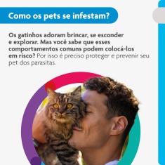 Antiparasitário Bravecto Plus Transdermal 500mg para Gatos de 5,25 a 12,5kg - MSD Saúde Animal