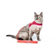 Peitoral Cat Neo Paradise para Gatos