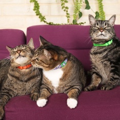 Coleira Cansei de Ser Gato x Zee.Dog Estampada para Gatos