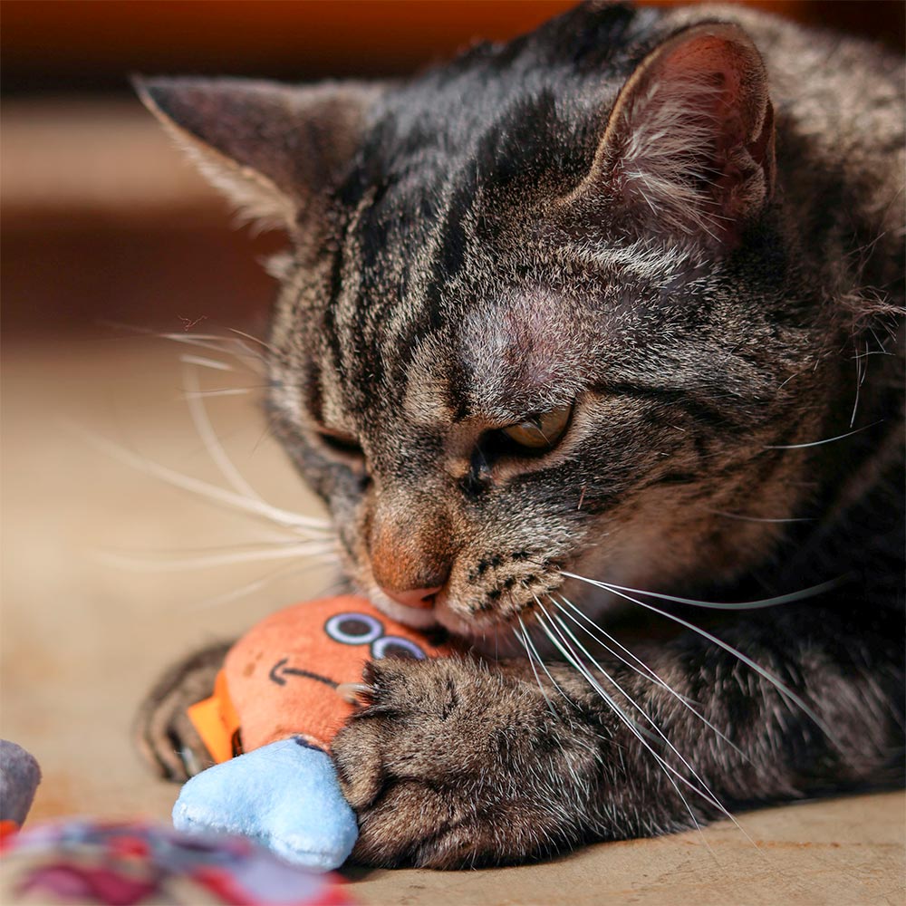 Brinquedo Cansei de Ser Gato Presas Tibúrcio