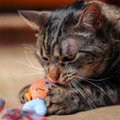 Brinquedo Cansei de Ser Gato Presas Tibúrcio