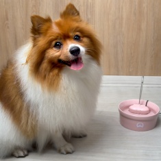 Fonte Amicus Aqua Porcelana Rosa para Gatos