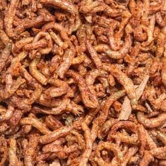 Alimento Ocean Tech Blood Worms para Peixes Onívoros 12 g