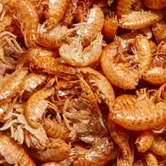 Alimento Ocean Tech Gammarus para Tartarugas 11 g