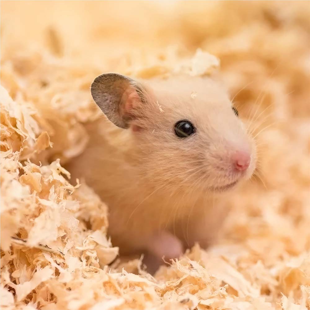 Serragem Prensada Animalíssimo para Roedores 800g