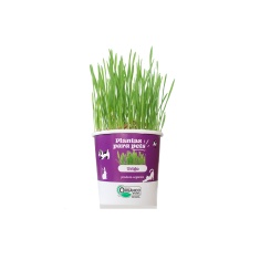 Graminha para Pets Veiling Holambra Trigo Ornamental 60 g