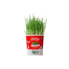 Graminha para Pets Veiling Holambra Cereais Misto Ornamental 60 g